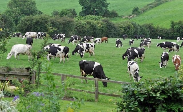 Dari Kandang ke Piring: Bagaimana Peternakan Menjadi Penjaga Stok Pangan Kita