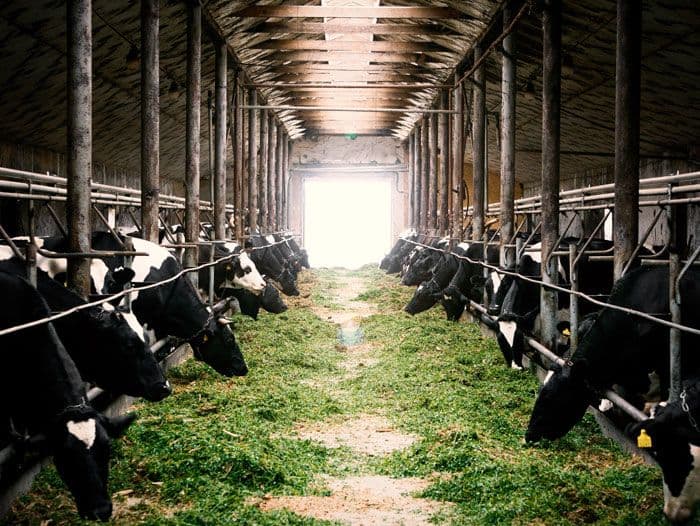 Mengapa Peternakan Bukan Lagi Sekadar Ladang Ternak? Mengintip Revolusi Bisnis di Balik Kandang Modern